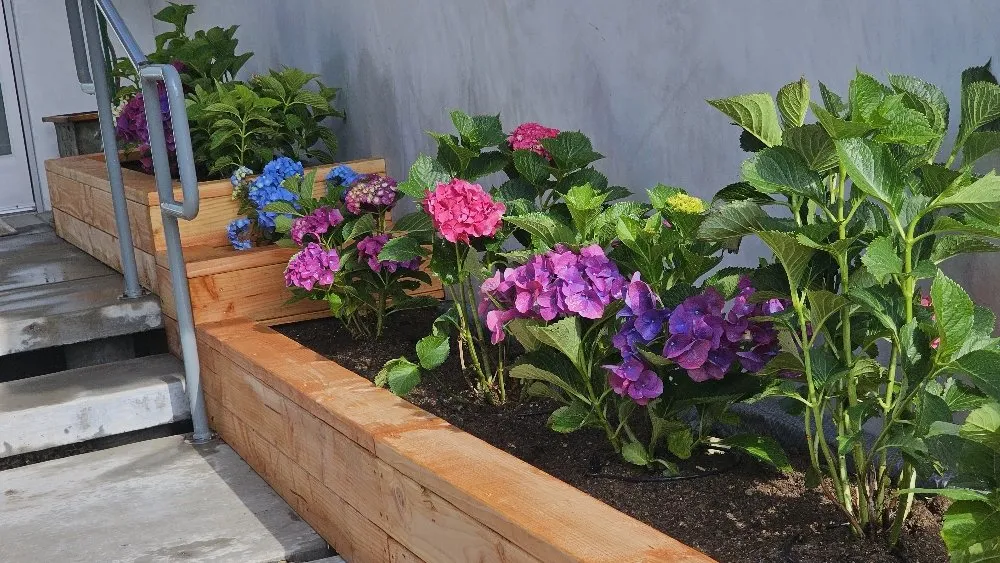 Trusted lawn care service in San Fernando, CA by Maximo’s Greenlife Garden care & Landacape