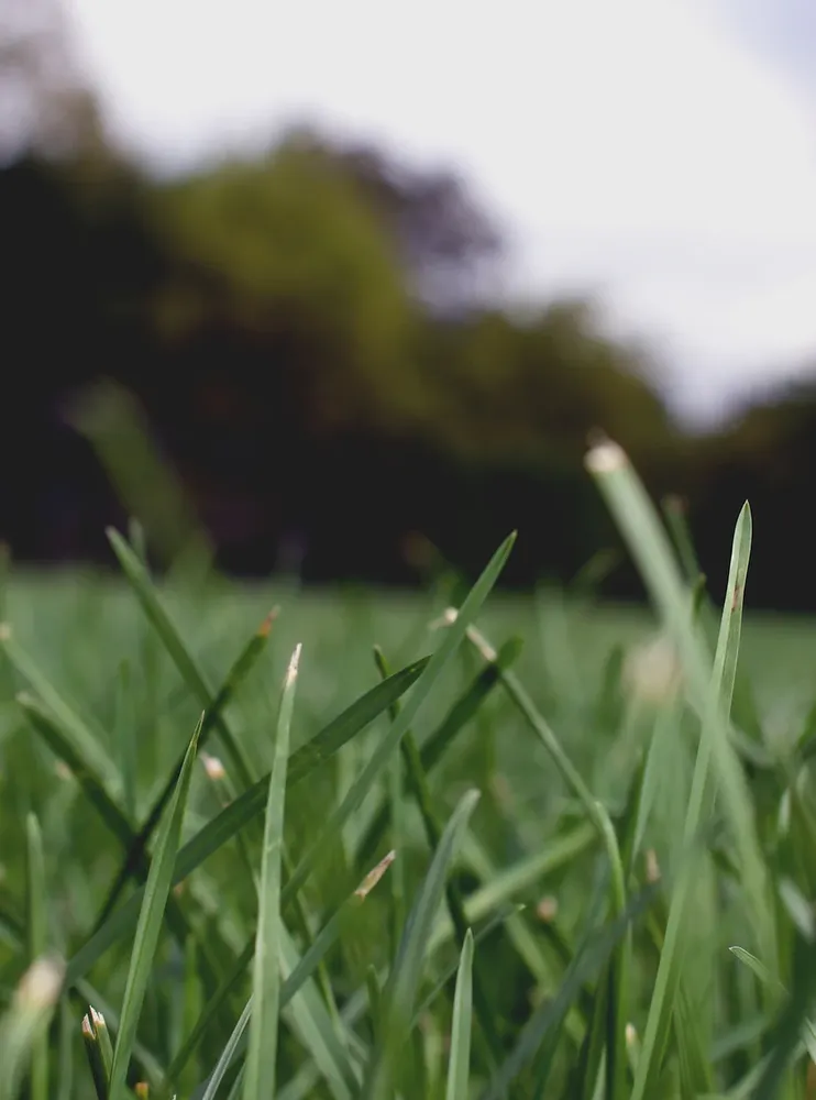 Professional residential landscaping in Missoula, MT by Maximum Irrigation
