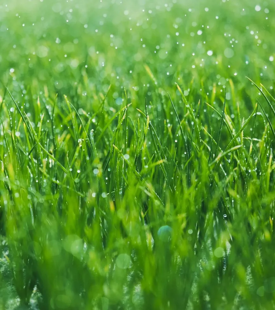 Expert outdoor landscaping experts serving Missoula, MT - Maximum Irrigation