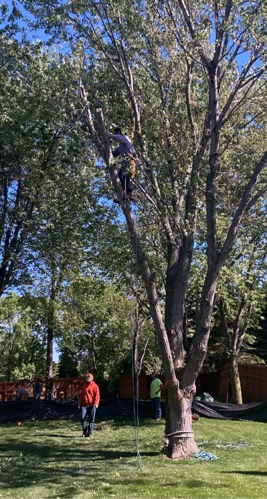 Professional yard maintenance in Plymouth mn, MN - Maximum Tree Service & Landscaping