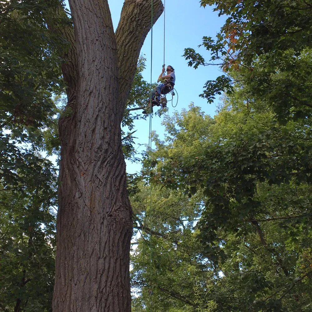 Local lawn care service in Plymouth mn, MN - Maximum Tree Service & Landscaping