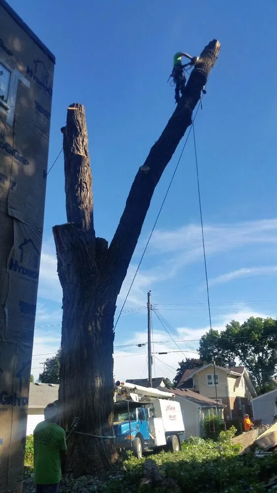 Expert yard cleanup service experts serving Plymouth mn, MN - Maximum Tree Service & Landscaping