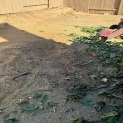 Professional landscaping services in Northridge, CA - Maximus Junk Removal and Garden Services