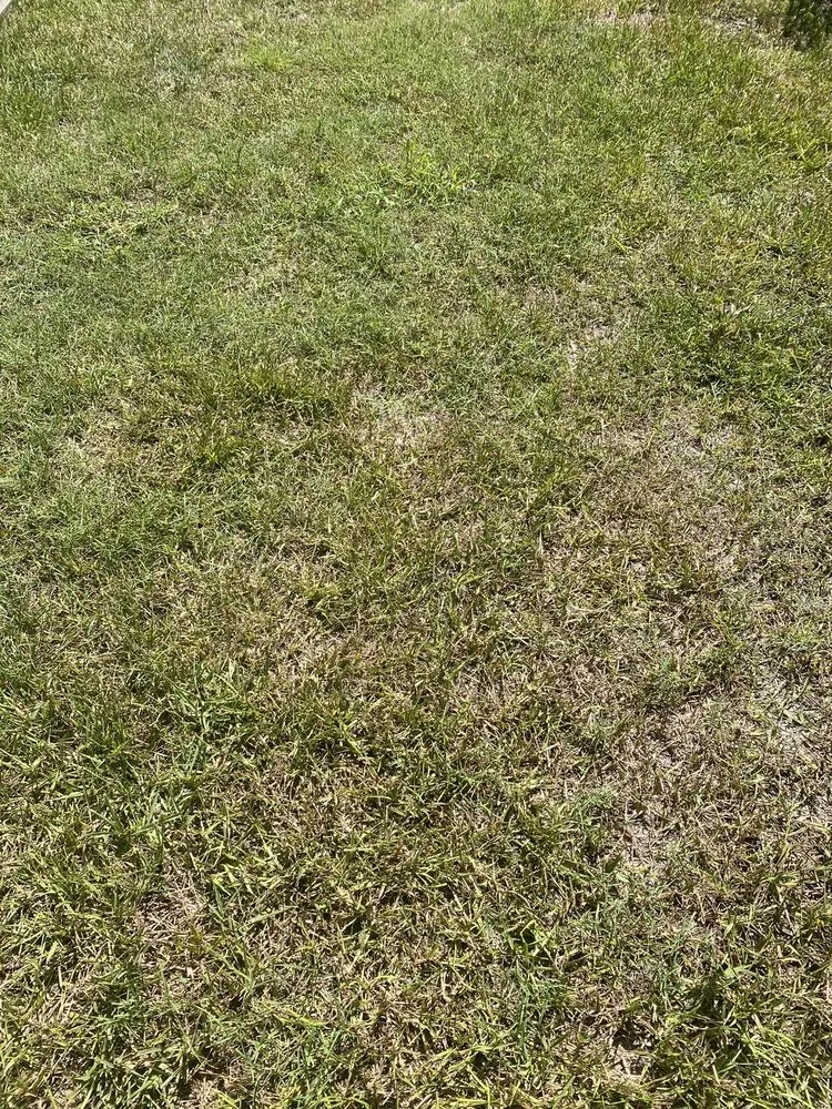 Professional lawn care service for outdoor upgrades across Jacksonville, FL - Maxlawn