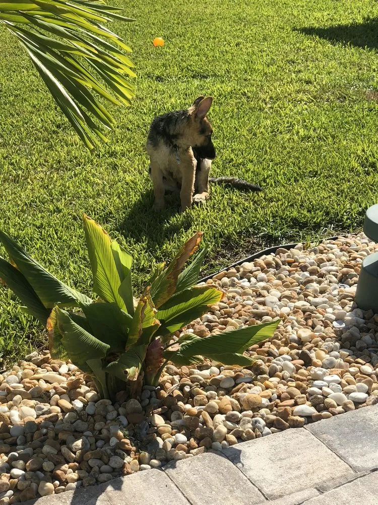 Top-rated landscape installation in Jacksonville, FL by Maxlawn