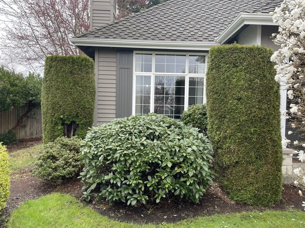 Trusted yard cleanup service in Newcastle, WA - Max's Landscaping Services