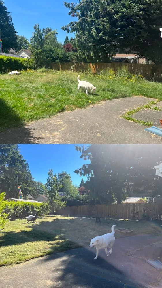 Top-rated lawn care service in Newcastle, WA - Max's Landscaping Services