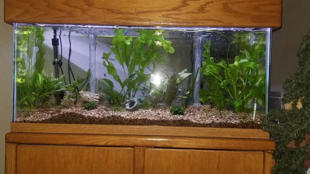 Local yard cleanup service in Longmont, CO - Max's