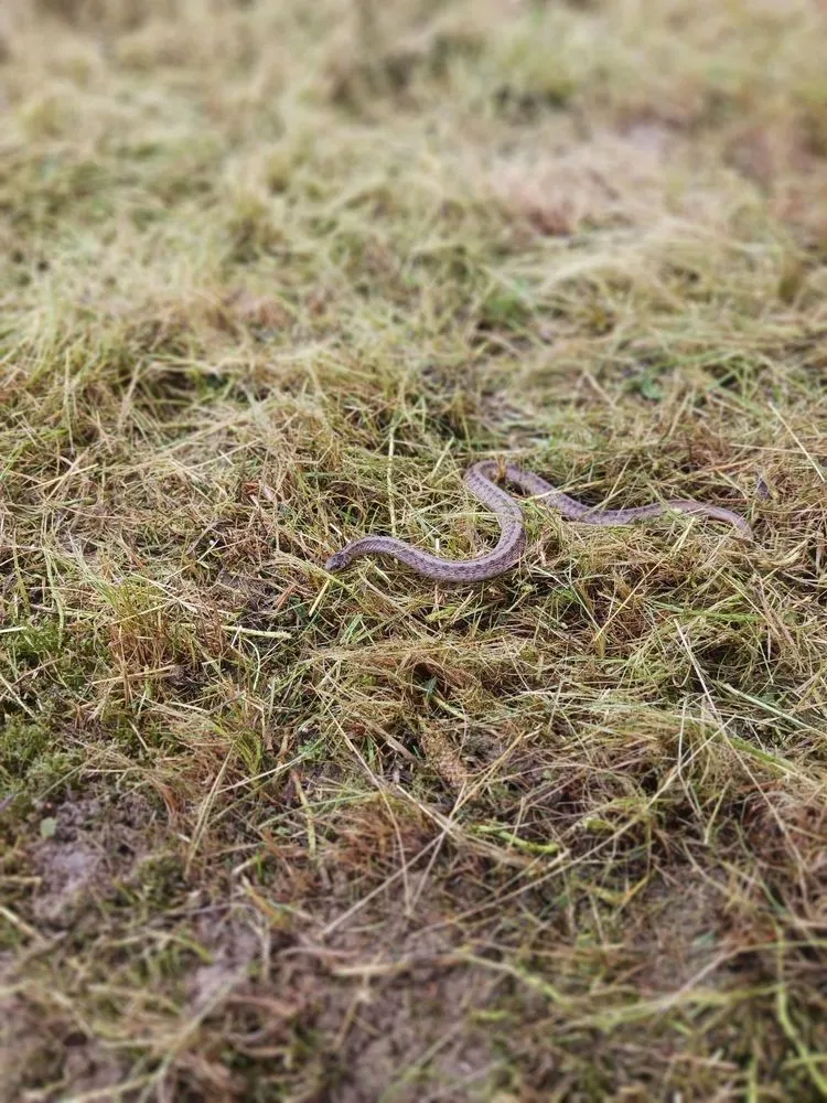 Local landscape installation in North Versailles, PA by Maxwell Lawn Service