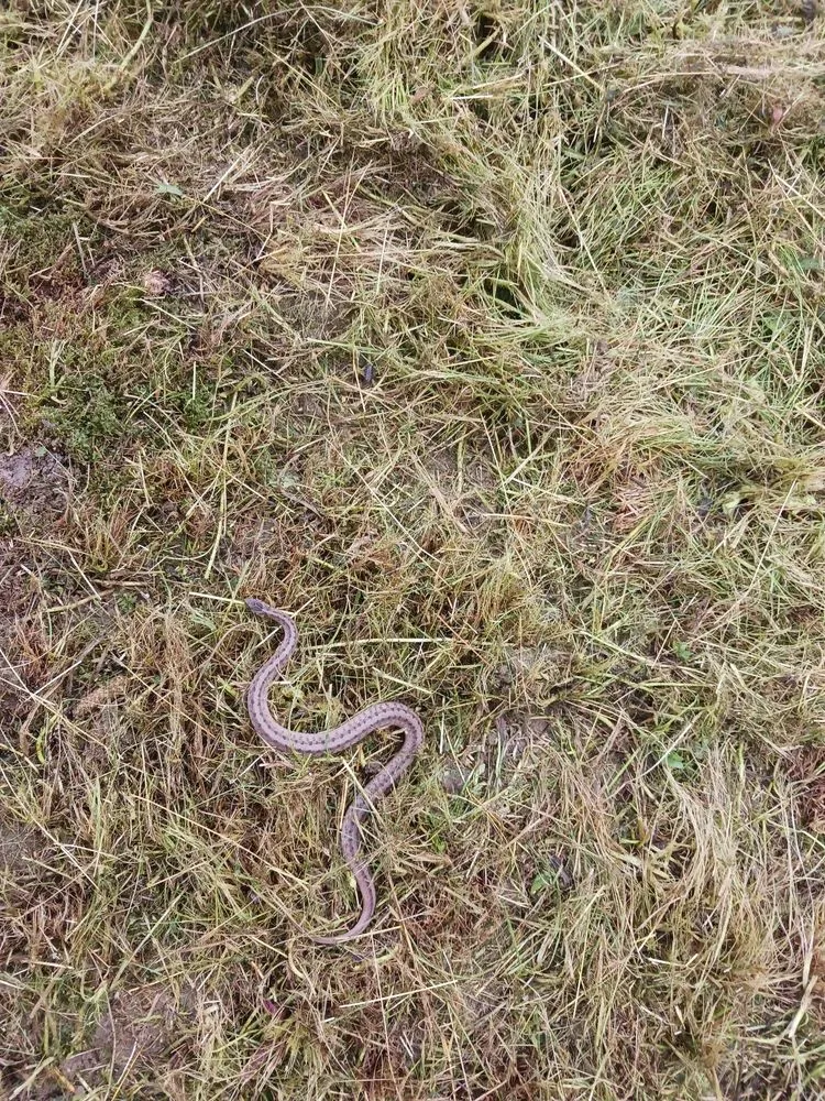 Affordable lawn care service in North Versailles, PA by Maxwell Lawn Service