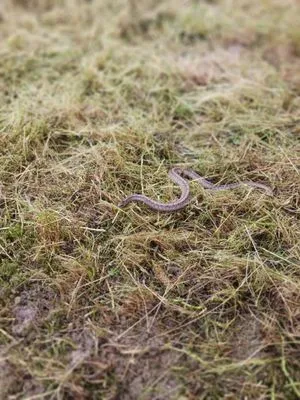 Maxwell Lawn Service