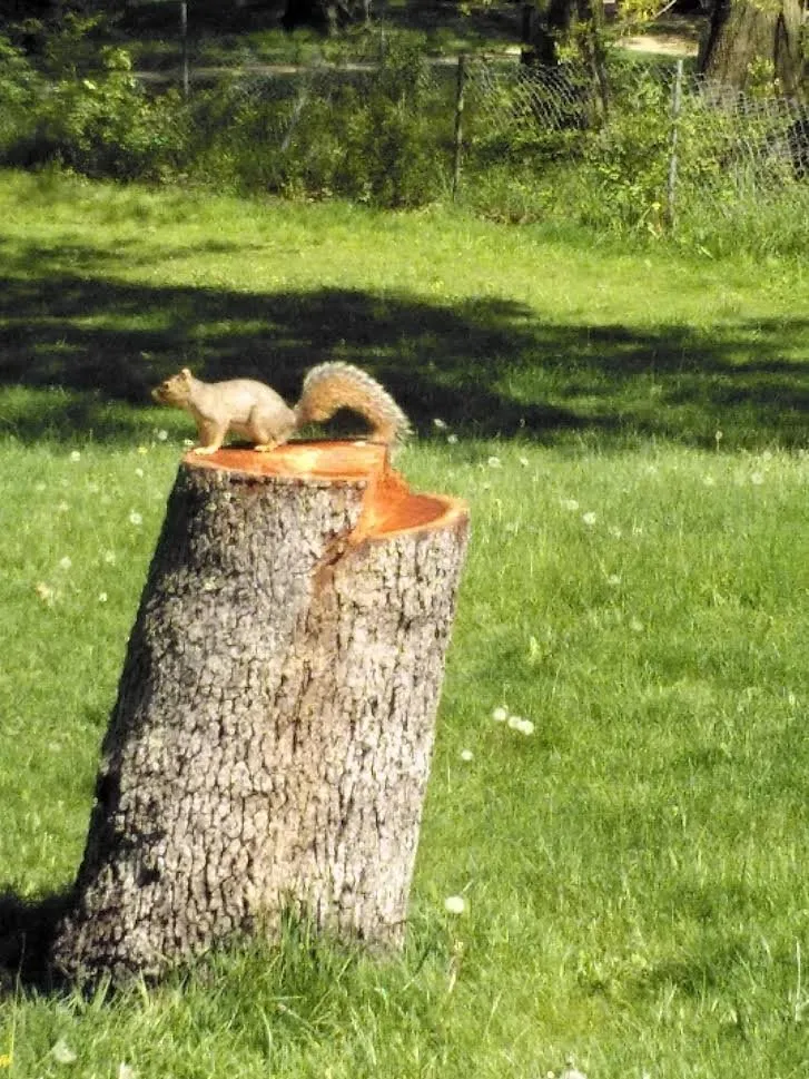 Reliable yard cleanup service near you across Canton, OH - Maxx Lawncare