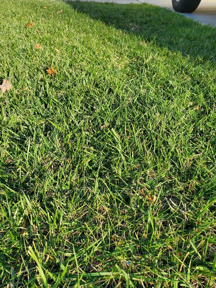 Trusted lawn care service in Dallas, NC - MAXX Pest Control and Lawn Care