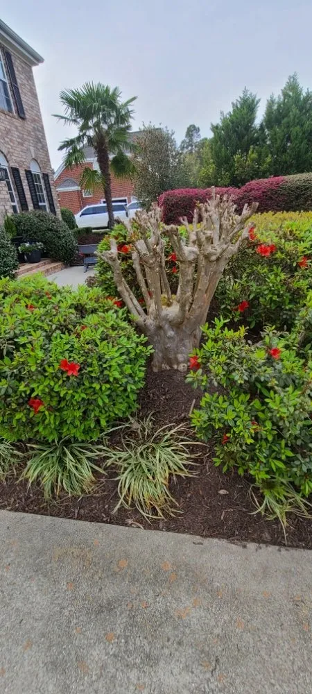 Custom yard maintenance in Myrtle Beach, SC - Maya Lawn Care