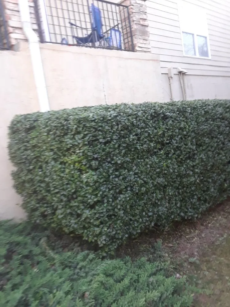 Professional yard maintenance for year-round maintenance in Sugar Hill, GA by Maya Lawn Care