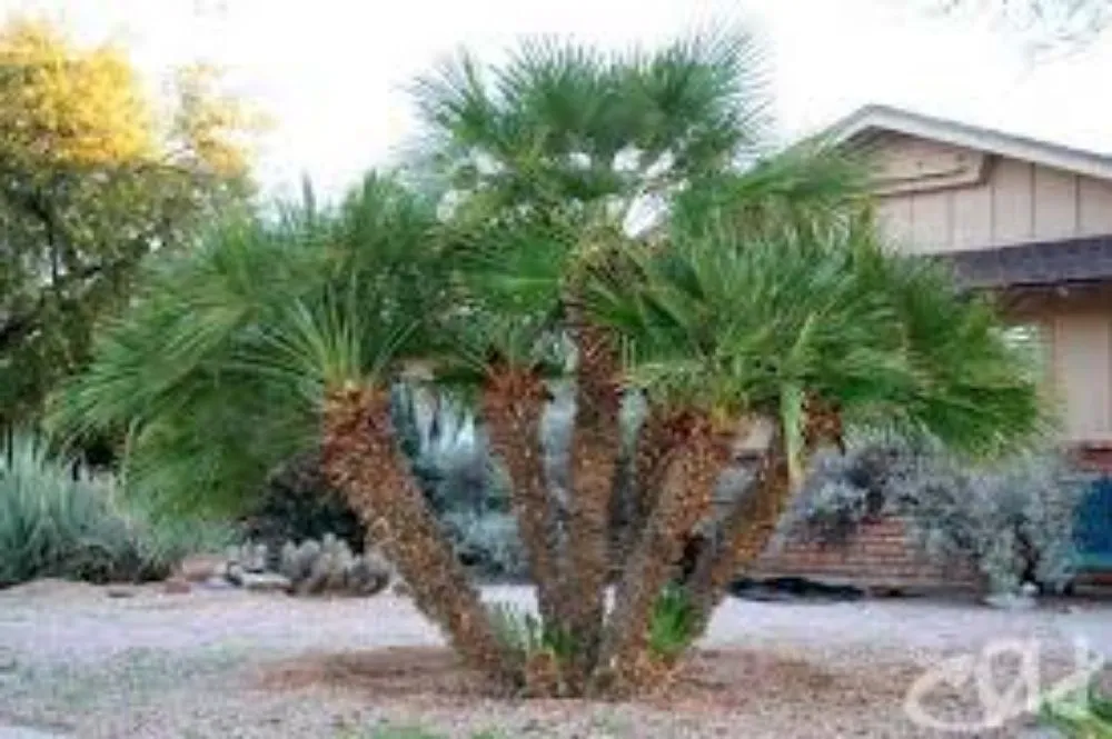 Local lawn mowing service experts serving Gilbert, AZ - MayaCaribe Landscape Services