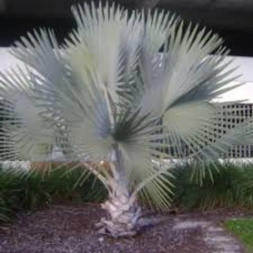 Expert lawn mowing service for beautiful yards in Gilbert, AZ by MayaCaribe Landscape Services