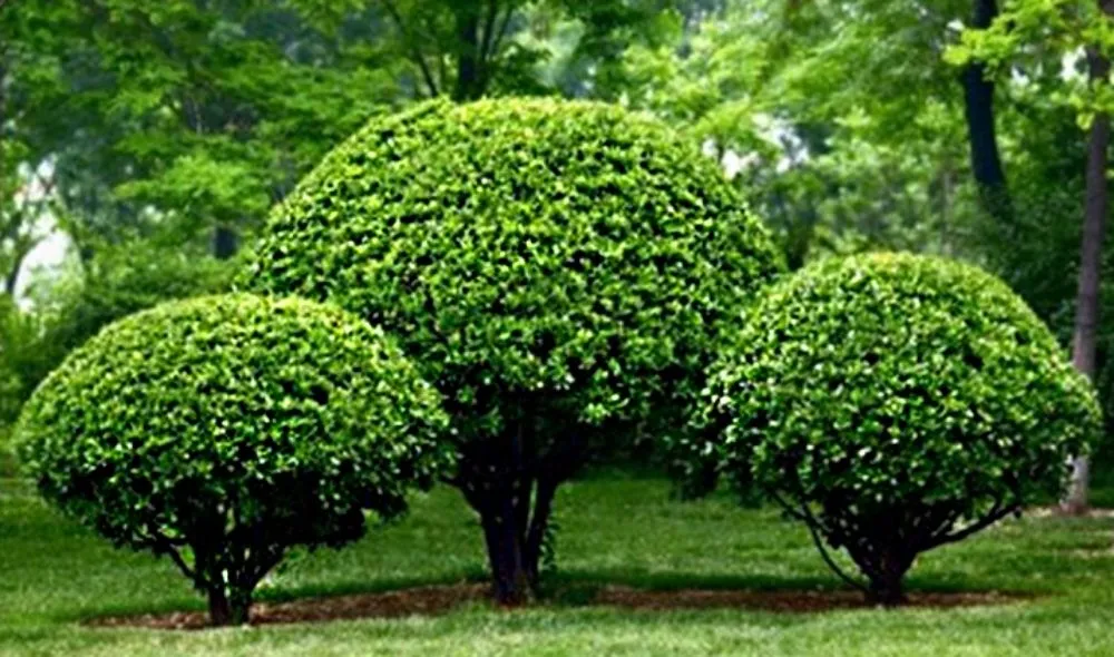 Reliable landscaping services for homes across Gilbert, AZ - MayaCaribe Landscape Services