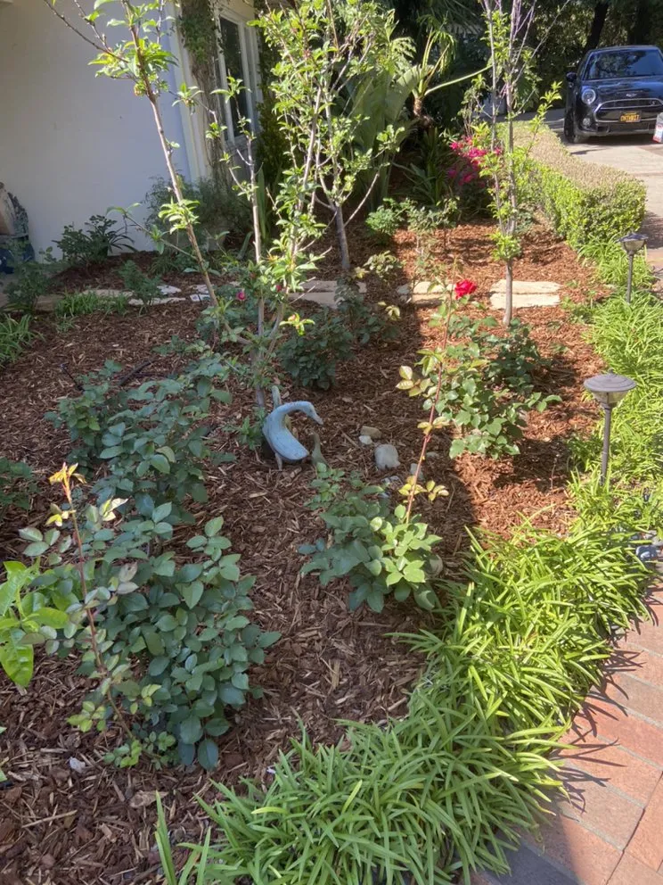 Affordable yard maintenance for beautiful yards across Santa Barbara, CA - Mayan landscape Construction