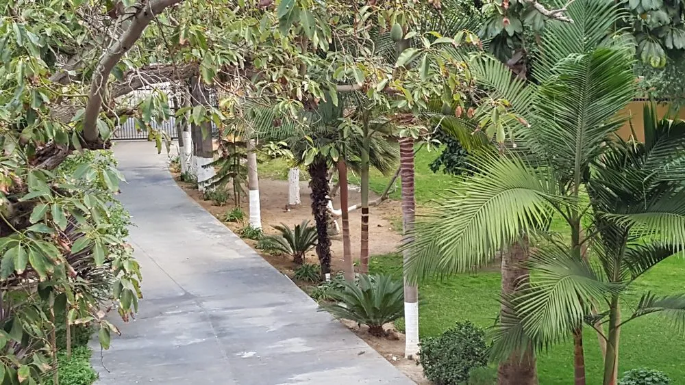 Trusted yard cleanup service for residential properties across La Palma, CA - Mayan Landscaping