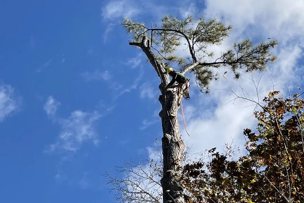 Top-rated residential landscaping for year-round maintenance across Bethlehem, GA - Mayan Tree Services