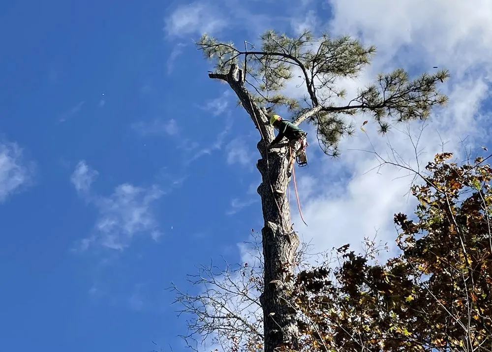 Trusted yard maintenance for beautiful yards across Bethlehem, GA - Mayan Tree Services