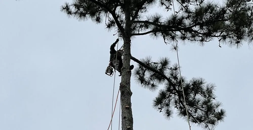 Expert landscape design in Bethlehem, GA by Mayan Tree Services