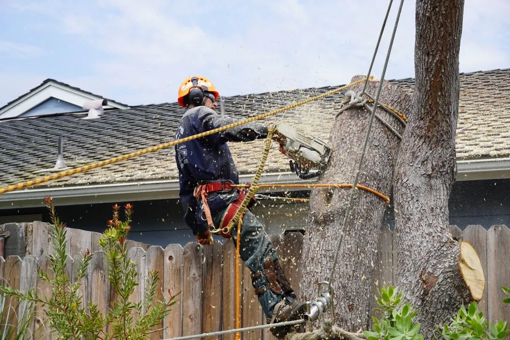 Top-rated yard maintenance in Carpinteria, CA by Maya's Tree Service