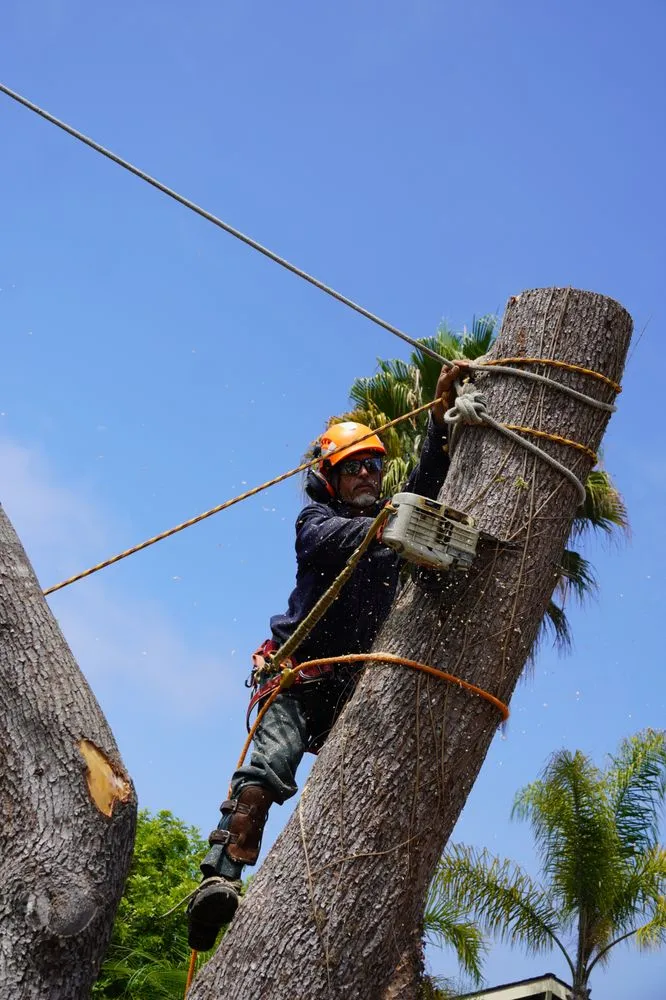 Professional landscape design in Carpinteria, CA by Maya's Tree Service