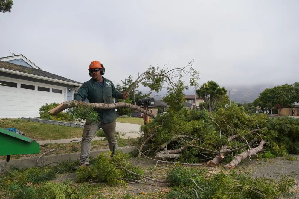 Top-rated outdoor landscaping in Carpinteria, CA by Maya's Tree Service