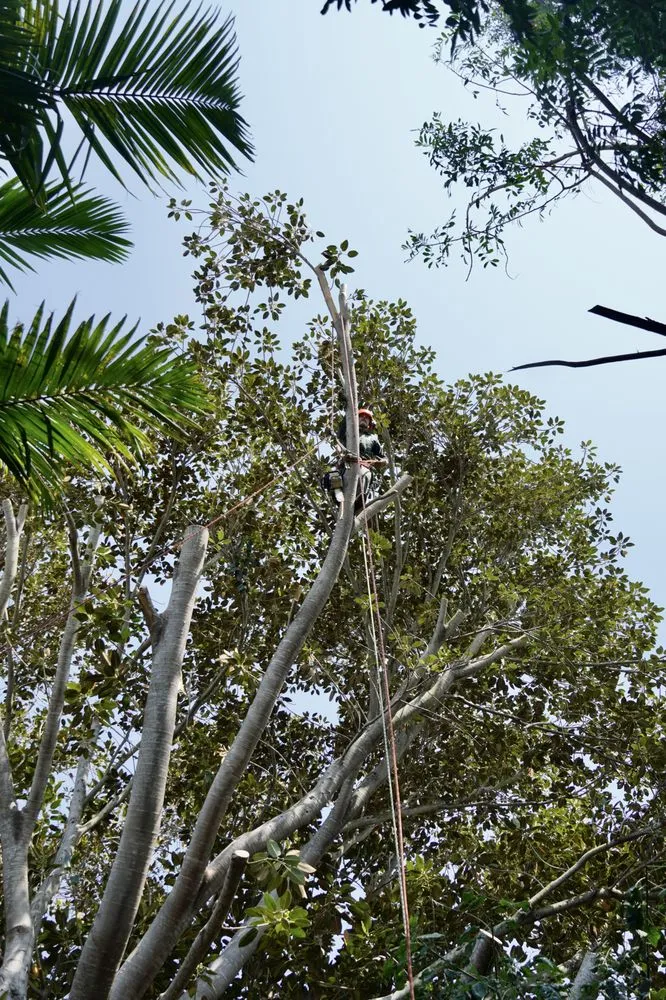 Expert residential landscaping in Carpinteria, CA - Maya's Tree Service
