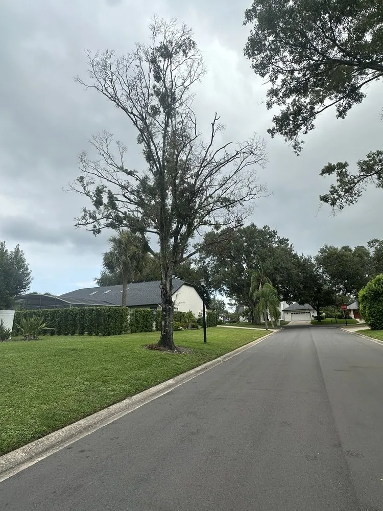 Trusted yard maintenance in Haines Creek, FL - Mayday Landscape And Tree Service