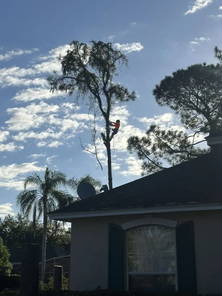 Top-rated lawn care service for beautiful yards in Haines Creek, FL by Mayday Landscape And Tree Service