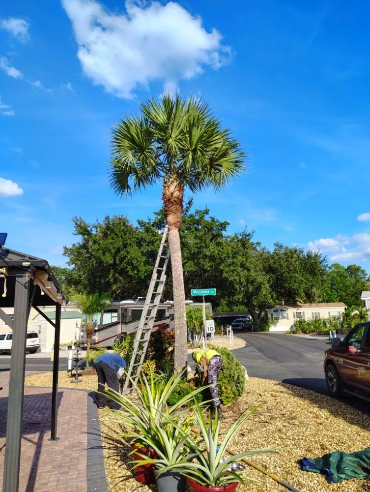 Affordable yard cleanup service for homes across Haines Creek, FL - Mayday Landscape And Tree Service