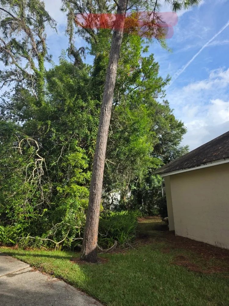 Local outdoor landscaping for year-round maintenance across Haines Creek, FL - Mayday Landscape And Tree Service