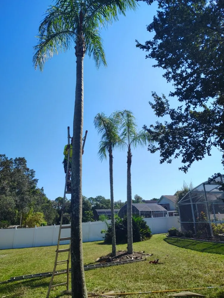 Reliable outdoor landscaping in Haines Creek, FL - Mayday Landscape And Tree Service