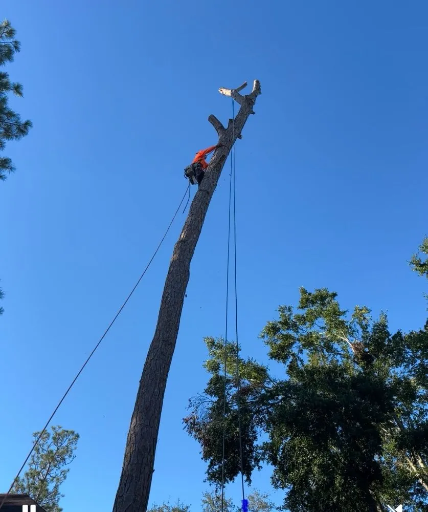 Professional yard cleanup service for year-round maintenance across Haines Creek, FL - Mayday Landscape And Tree Service
