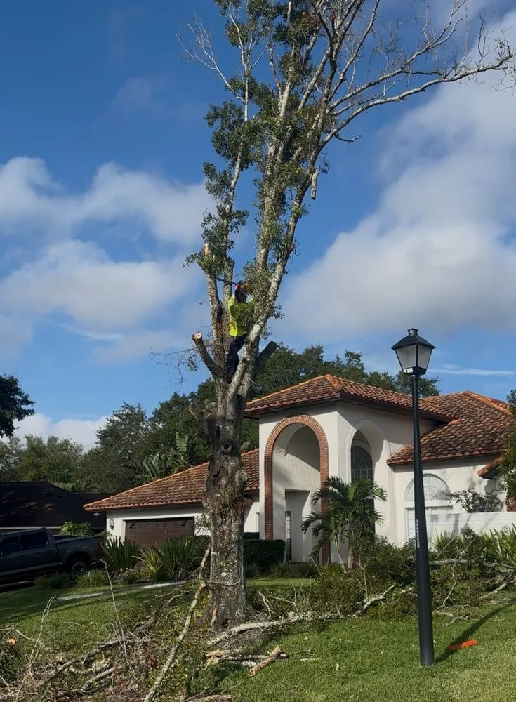 Expert landscape design in Haines Creek, FL - Mayday Landscape And Tree Service