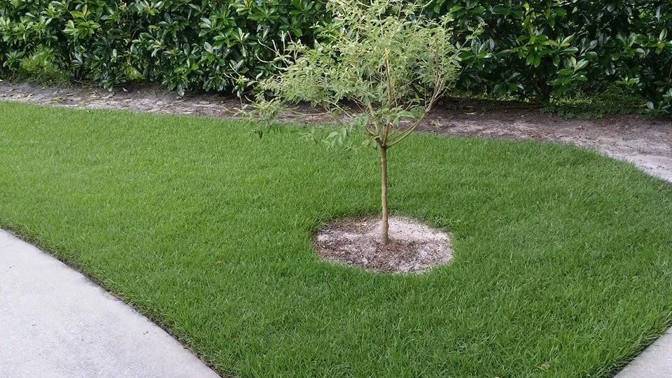Reliable yard maintenance experts serving Winter Park, FL - Maydays Lawn Termite Pest