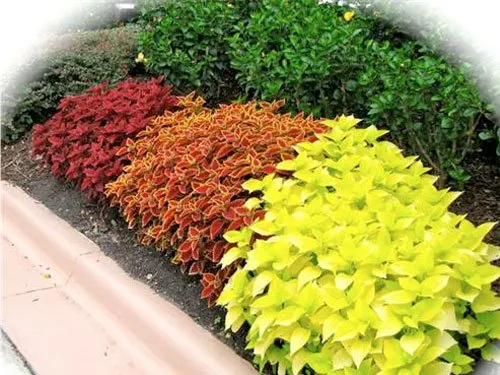 Top-rated yard maintenance in Suwanee, GA by Mayer Landscape