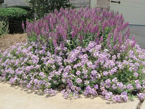 Local outdoor landscaping in Suwanee, GA by Mayer Landscape