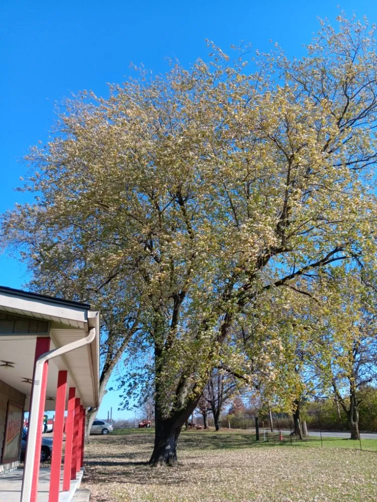 Trusted outdoor landscaping with custom design in Dayton, OH by Mayes Lawn Care and Tree Service