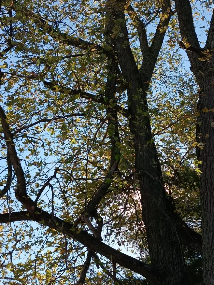 Local lawn care service for beautiful yards across Dayton, OH - Mayes Lawn Care and Tree Service