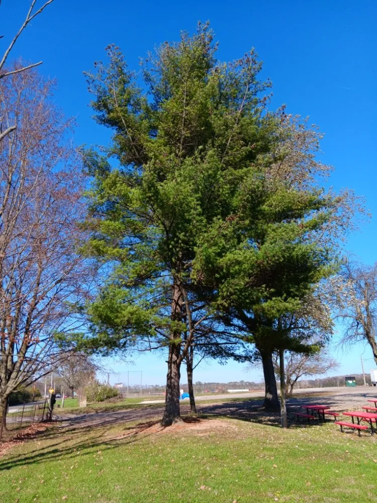 Professional landscaping services in Dayton, OH - Mayes Lawn Care and Tree Service