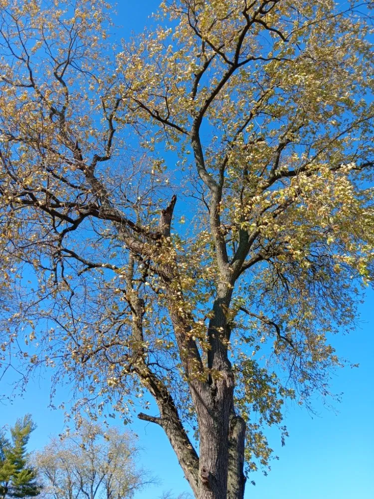 Professional landscape design for beautiful yards in Dayton, OH by Mayes Lawn Care and Tree Service