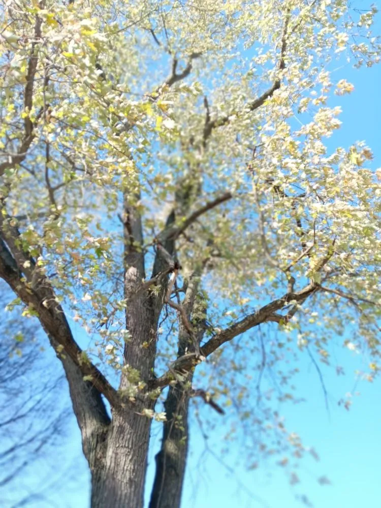 Reliable outdoor landscaping in Dayton, OH - Mayes Lawn Care and Tree Service