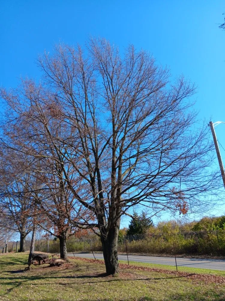 Custom residential landscaping near you in Dayton, OH by Mayes Lawn Care and Tree Service