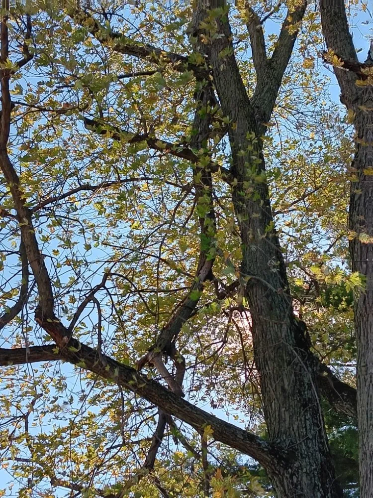 Affordable lawn care service for beautiful yards in Dayton, OH by Mayes Lawn Care and Tree Service