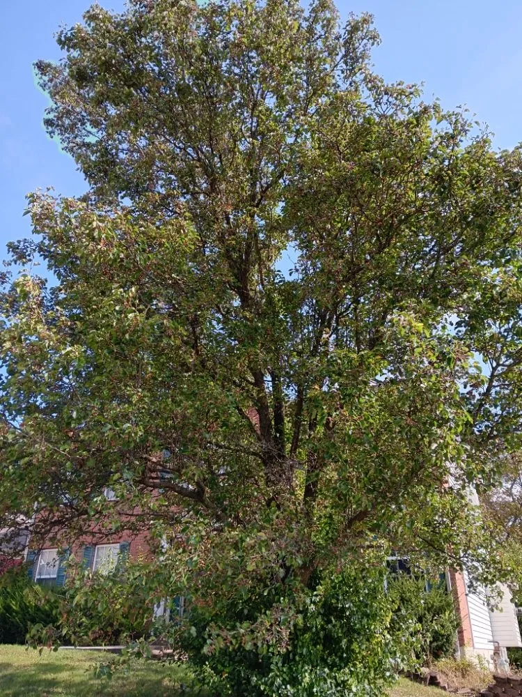 Top-rated residential landscaping for residential properties across Dayton, OH - Mayes Lawn Care and Tree Service