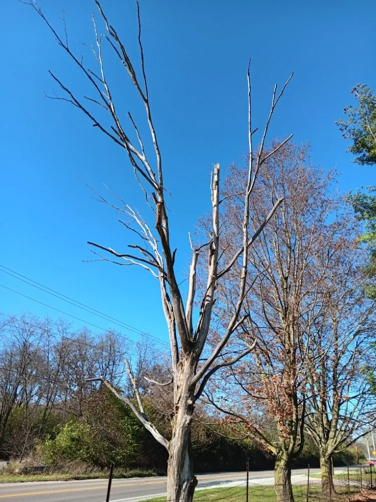 Affordable outdoor landscaping in Dayton, OH by Mayes Lawn Care and Tree Service